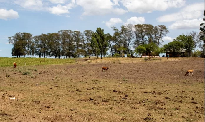 estiagem no Rio Grande do Sul