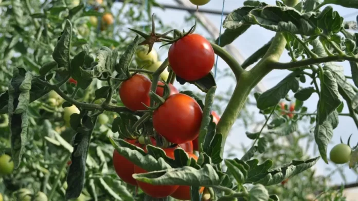 Preços do tomate se equiparam nos atacados