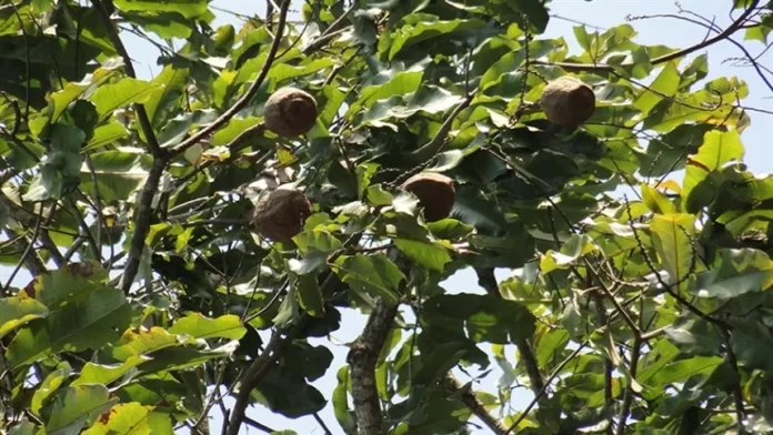 Veja os fatores que afetam a produção das castanheiras