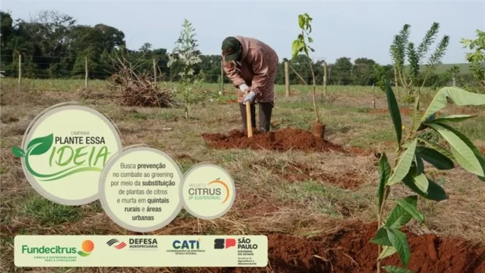 ‘Plante essa ideia’ busca prevenção e combate ao greening"