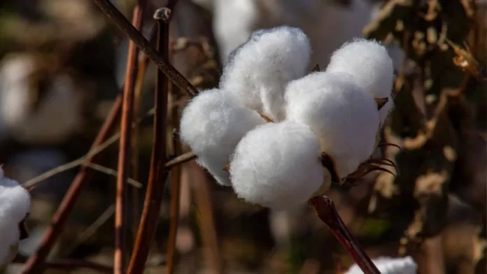 Algodão em pluma registra avanço pelo terceiro mês