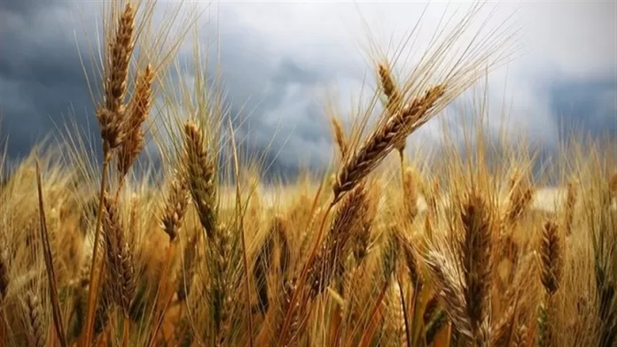 Como está a produção de trigo em Goiás?