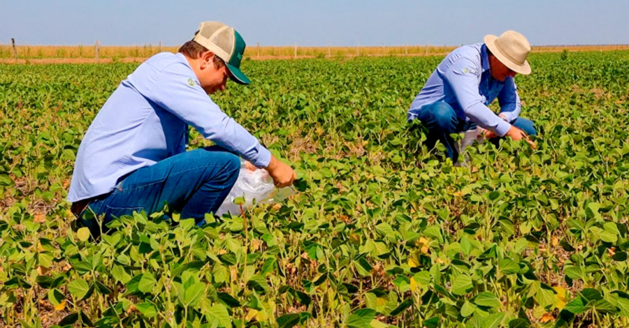 Conheça o segredo dos solos campeões em produtividade de soja no Brasil