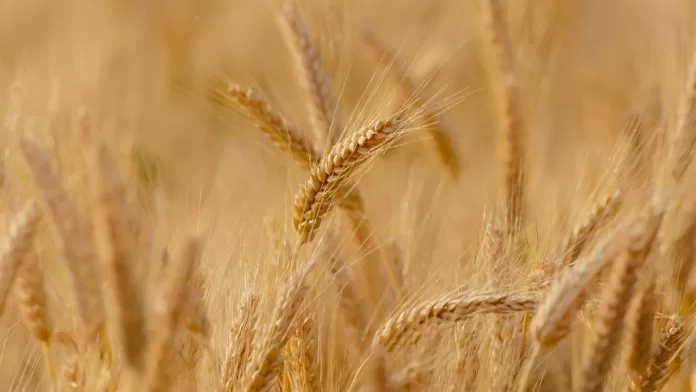 Fortes chuvas não devem prejudicar produtividade do trigo