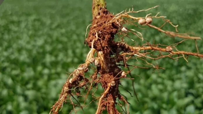 Nematoides representam ameaça à agricultura