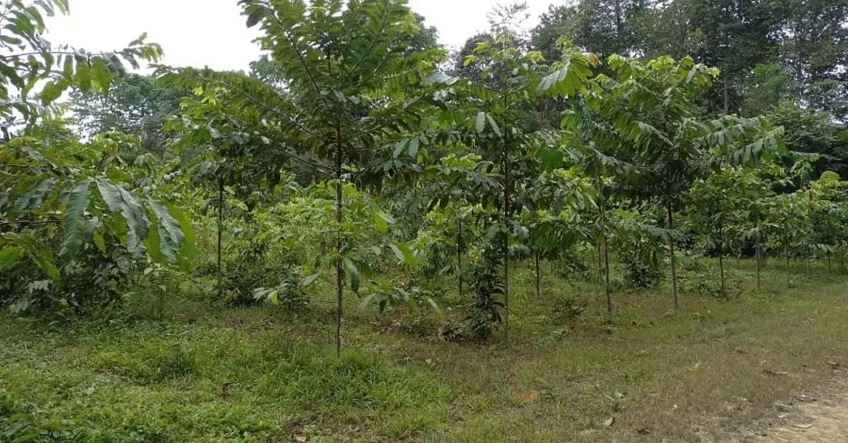 Pesquisadores estão usando a castanheira para recuperar floresta