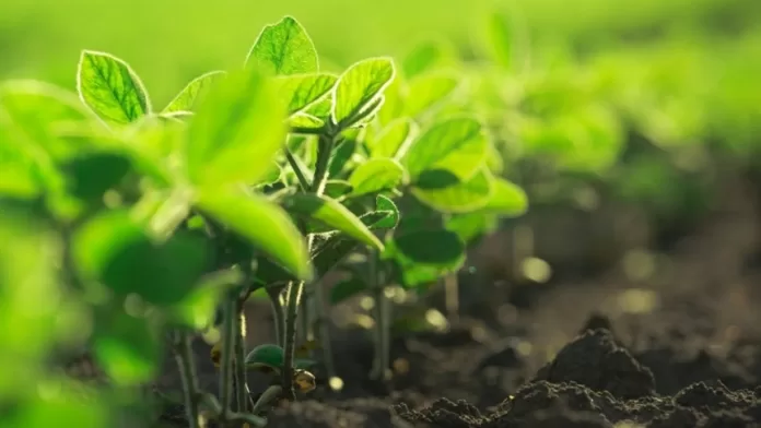 Plantas “turbinadas” podem aumentar produção