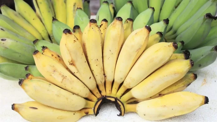 São Paulo produz 26% da banana do Brasil