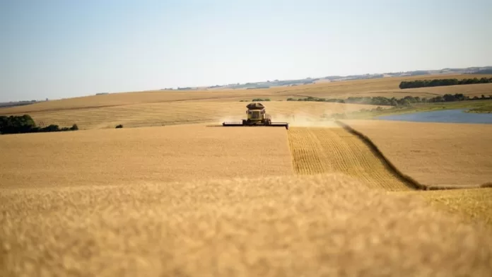 Trigo em Mato Grosso do Sul: O futuro dourado da agricultura