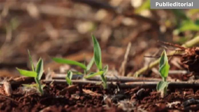 Chuvas no Sul e seca no Cerrado: manejo de daninhas