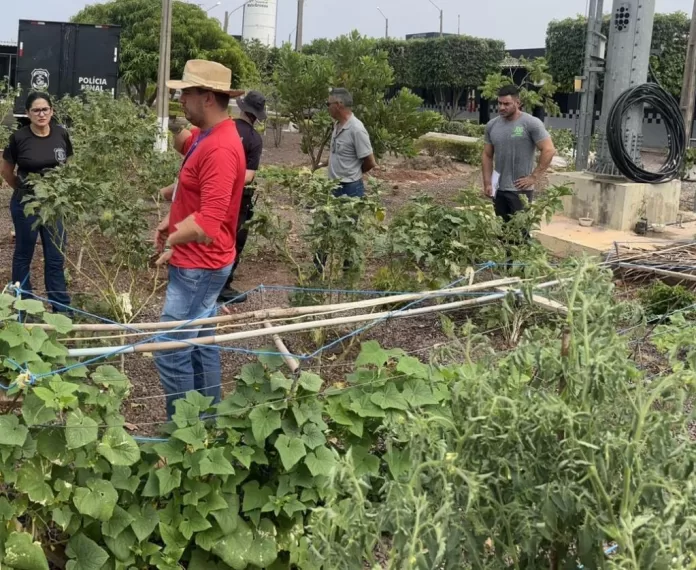 A produção será destinada a famílias carentes e entidades filantrópicas do município