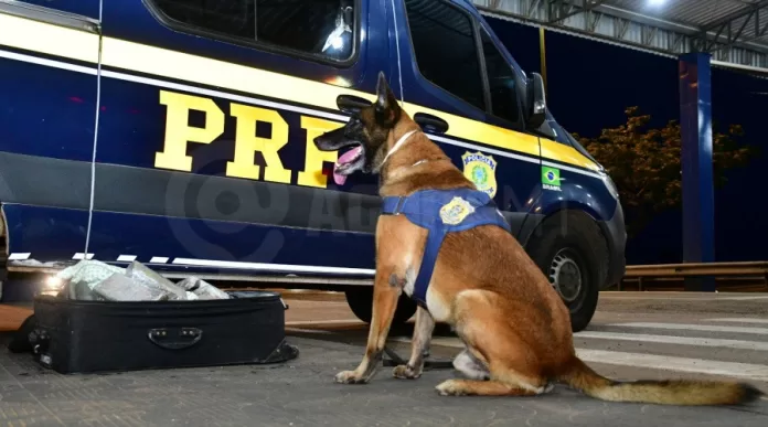 Cão farejador auxilia na prisão de passageira de ônibus com 8 kg de pasta base de cocaína