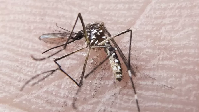 Mosquito da dengue