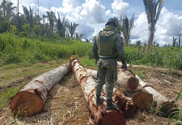 Batalhão Ambiental apreende maquinários, aplica R$ 321 mil em multa e prende homem por exploração ilegal de madeira