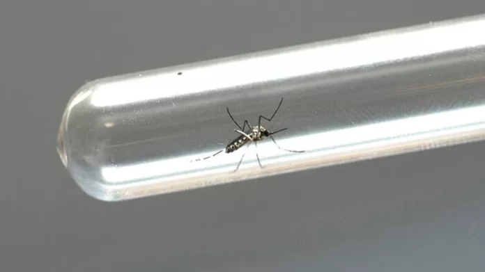 Mosquito transmissor da dengue