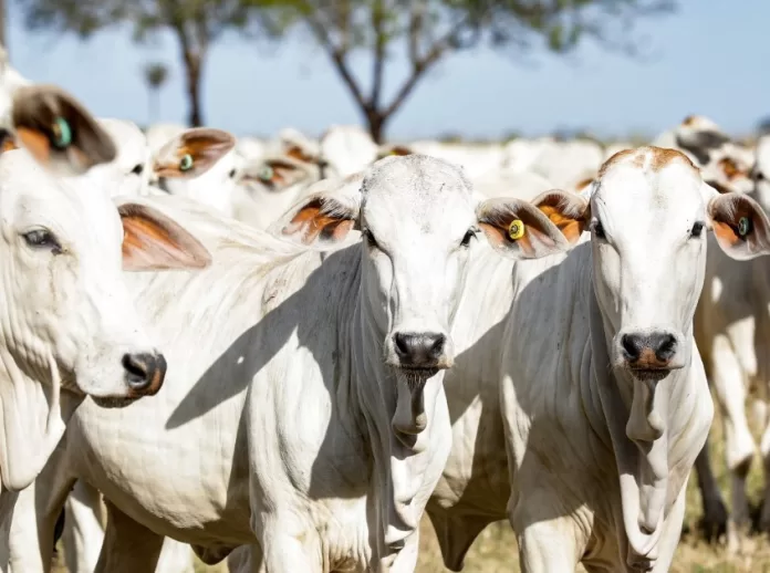 Comunidades quilombolas aumentam produção agrícola com veículos entregues pelo Governo de MT