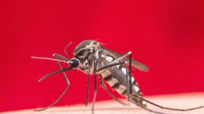 Governo estadual faz campanha contra o mosquito Aedes aegypti, transmissor da dengue, Zika e chikungunya