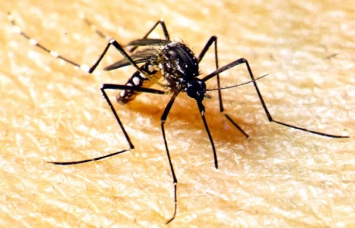 Com 64 casos ativos de dengue, Prefeitura pede que a população fique atenta aos criadouros do Aedes Aegypti