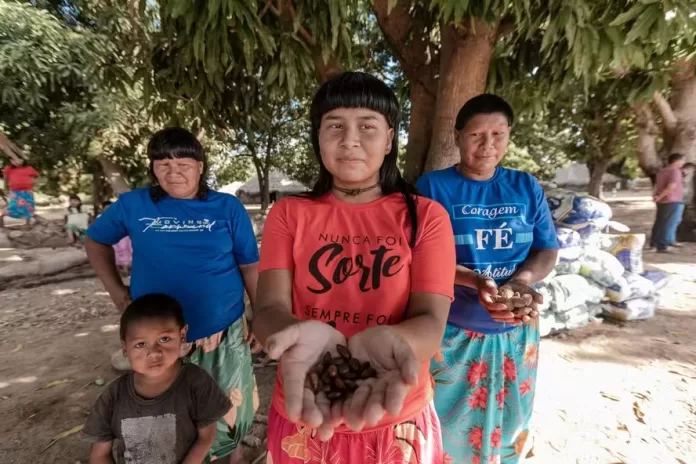 Mulheres xavantes coletam sementes do Cerrado para reflorestar terra indígena no Araguaia