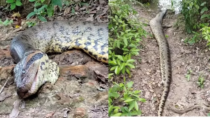 Sucuri de 7 metros, mais famosa do mundo, é encontrada morta e crime ambiental será apurado