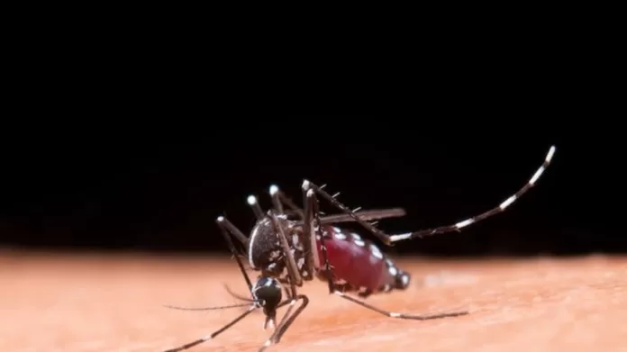 A transmissão não ocorre pela picada do Aedes aegypti e sim de outros mosquito