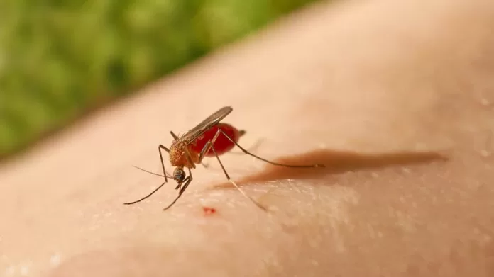 Mosquitos do gênero Culicoides transmitem a febre Oropouche