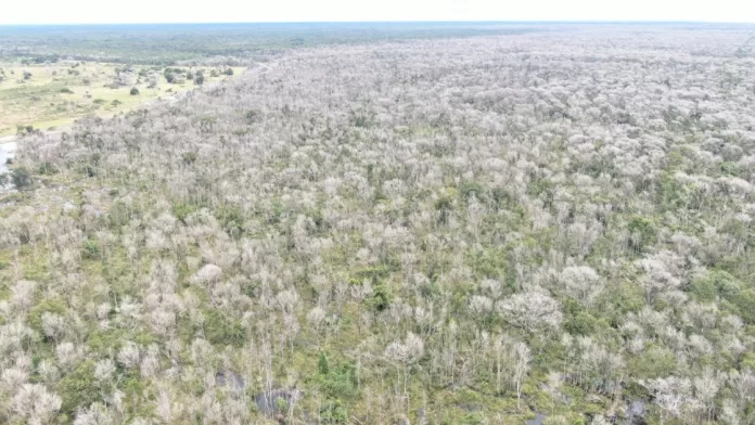  Operação Cordilheira sequestra propriedades e aplica multa de R$ 2,8 bilhões por desmate químico no Pantanal