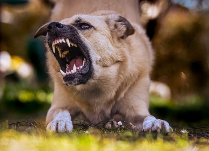 Cachorro ataca aluna dentro de sala de aula