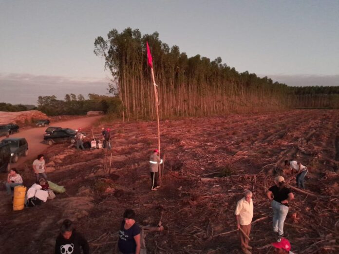 fazenda de cultivo de eucalipto da Suzano na Bahia, invadida pelo MST