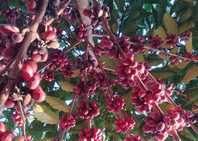 café de Rondônia