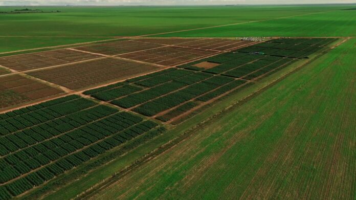 Pesquisa, avaliação, novas cultivares, algodão, cerrado baiano, pluma, fundação bahia, fazenda, algodoeiro