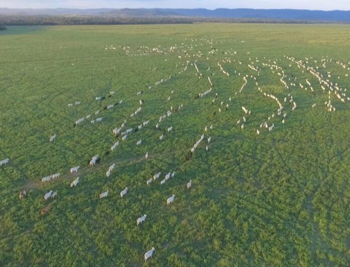 boi gordo, arroba, pecuária, propriedade rural, terra, área