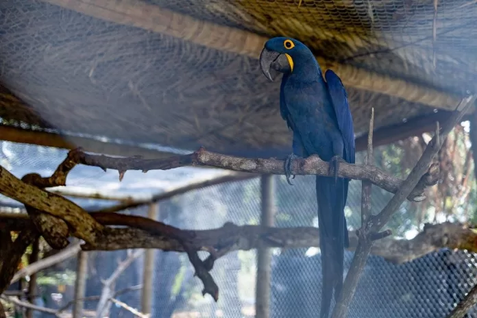 Sema recebeu 356 animais no primeiro trimestre de 2024; 153 já foram soltos