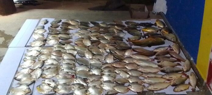 Sema apreende 119 kg de peixes de espécies proibidas e fora da medida