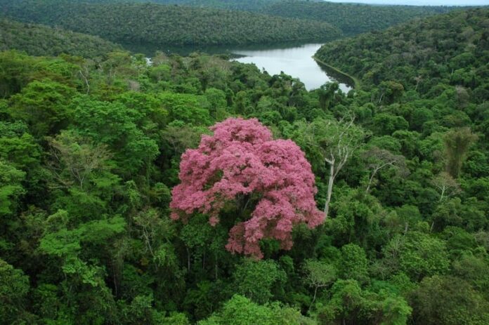 Desmatamento; Mata Atlântica; Minas Gerais