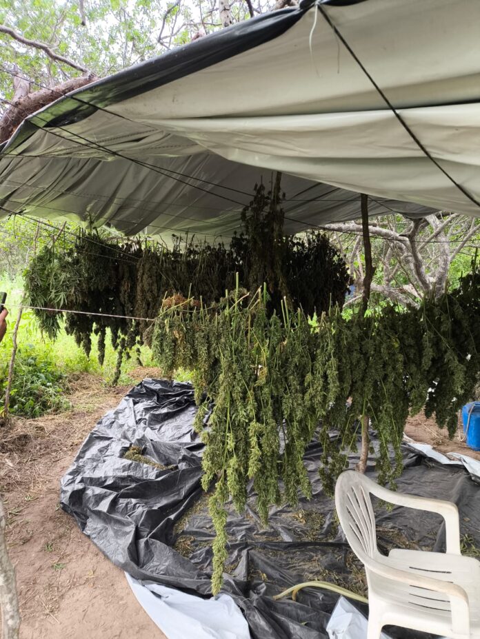 maconha geneticamente modificada, fazenda, bahia, monte santo, polícia militar da Bahia, PM-BA, SSP-BA