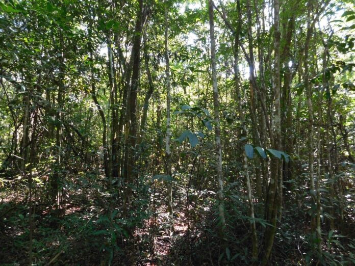 Cerrado; floresta; mudanças climáticas