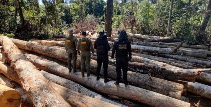 Polícia Civil e Sema apreendem 618 metros cúbicos de madeira extraída ilegalmente na região de floresta amazônica