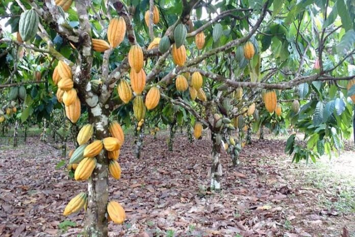 Foto: Marco Nascimento/Agência Pará