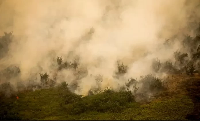 incêndio no Pantanal