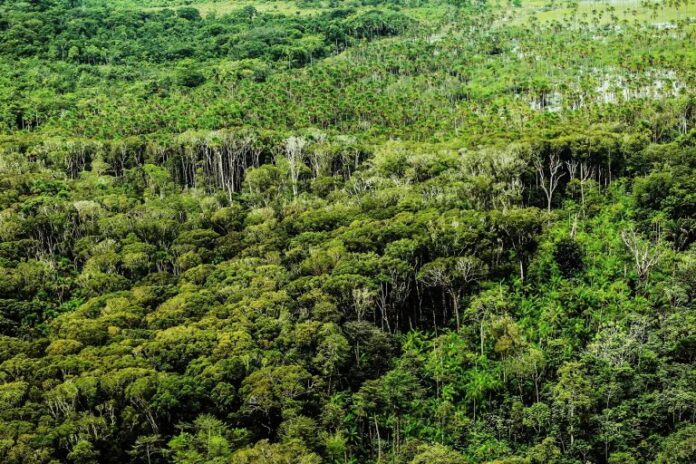 Vista aérea de uma floresta