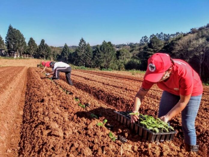 Agropecuária - reforma agrária - plantações cultivo Movimento Trabalhadores Rurais Sem-Terra (plantio de alimentos do MST no Paraná para uso em marmitas que serão doadas durante a pandemia)