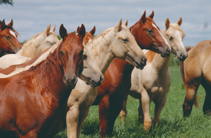 cavalo Quarto de Milha