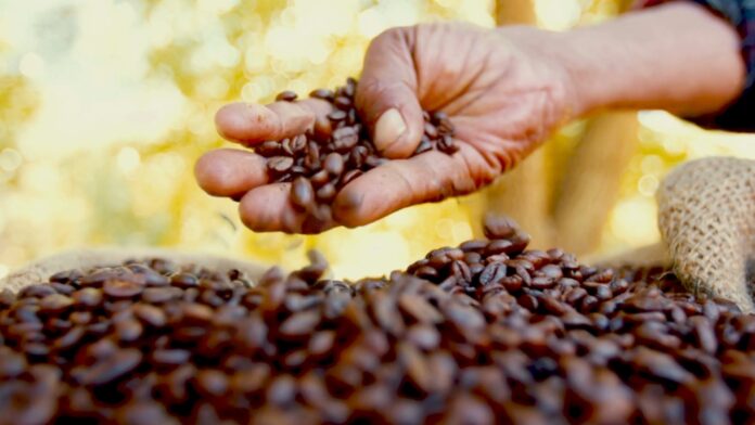 Segundo maior mercado consumidor mundial de café, Brasil tem mais de 2 milhões de hectares cultivados na safra 24/25