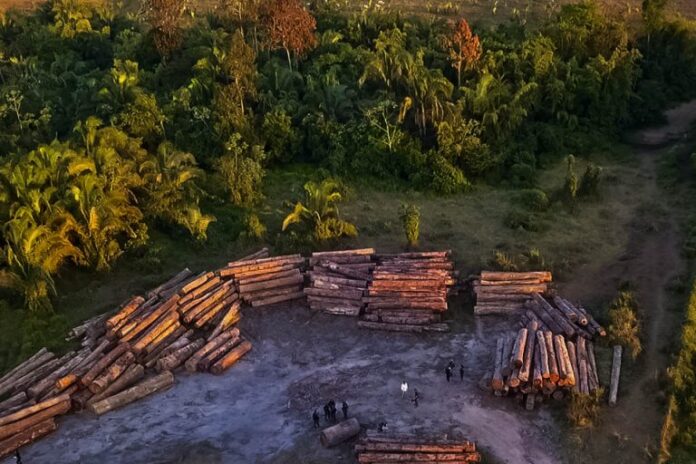 Meio Ambiente - queimada e desmatamento - derrubada árvores madeireiros floresta