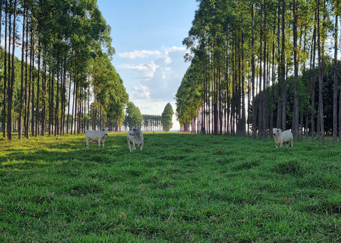 integração lavoura-pecuária-floresta