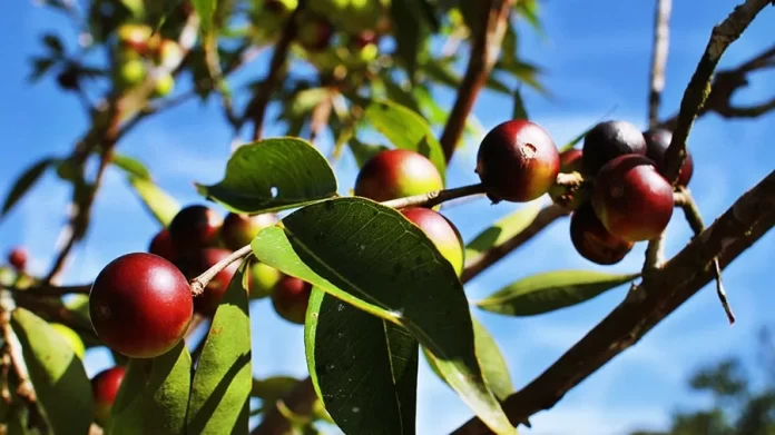 Camu-camu farinha de mandioca