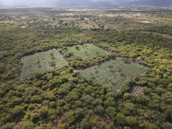 plantações, maconha, polícia federal, polícia militar, pés de maconha, tráfico de drogas, Andorinha, Bahia