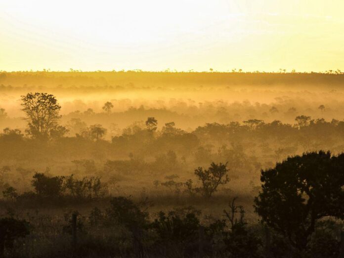 cerrado, vegetação, falta de chuva soja