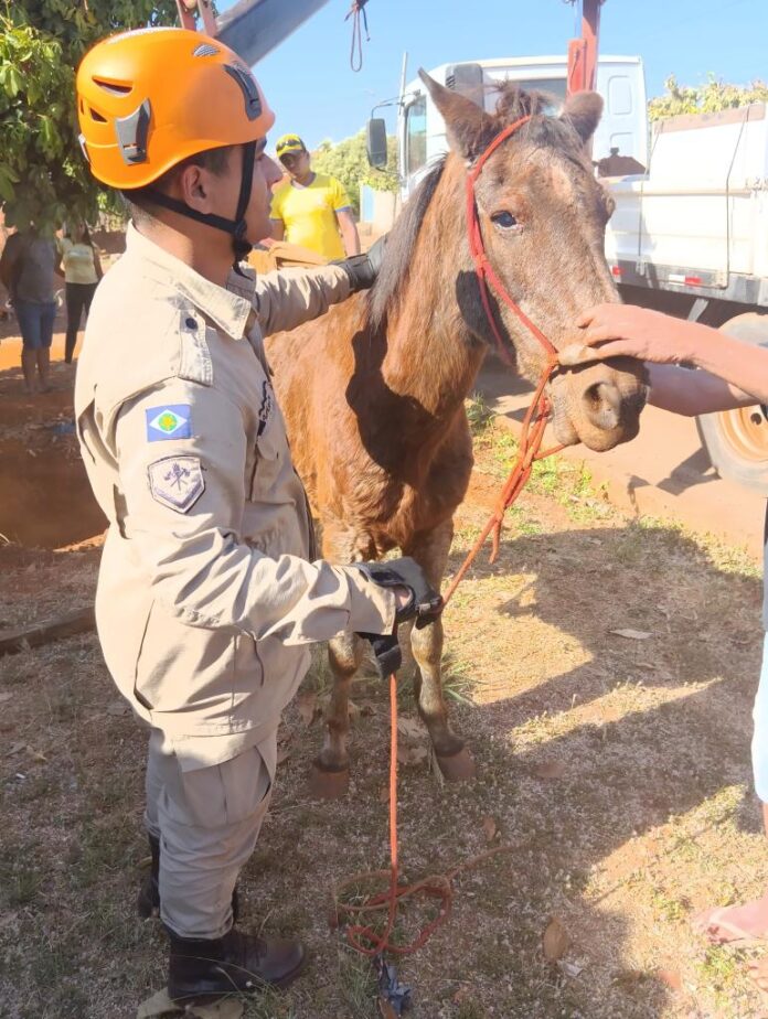 Corpo de Bombeiros realiza dois resgates de animais em diferentes municípios